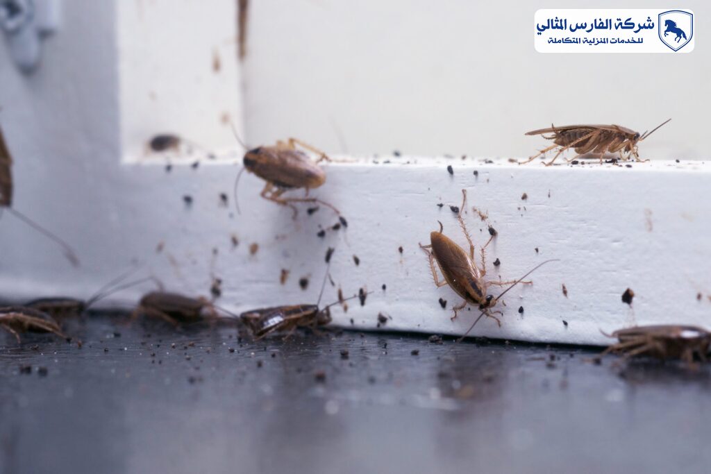 شركة مكافحة حشرات بالجبيل | شركة الفارس المثالي