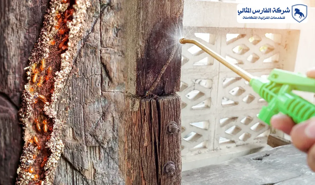 شركة مكافحة نمل ابيض بالدمام
